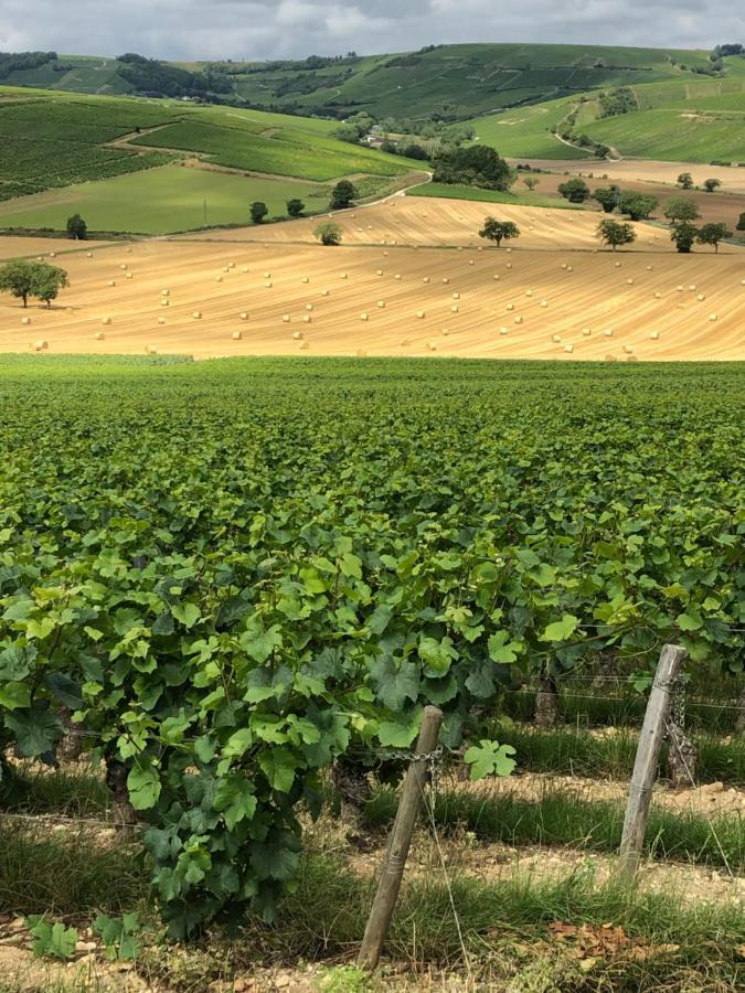 Sancerre Sunflower - Tournesol De Sancerre Ngoại thất bức ảnh